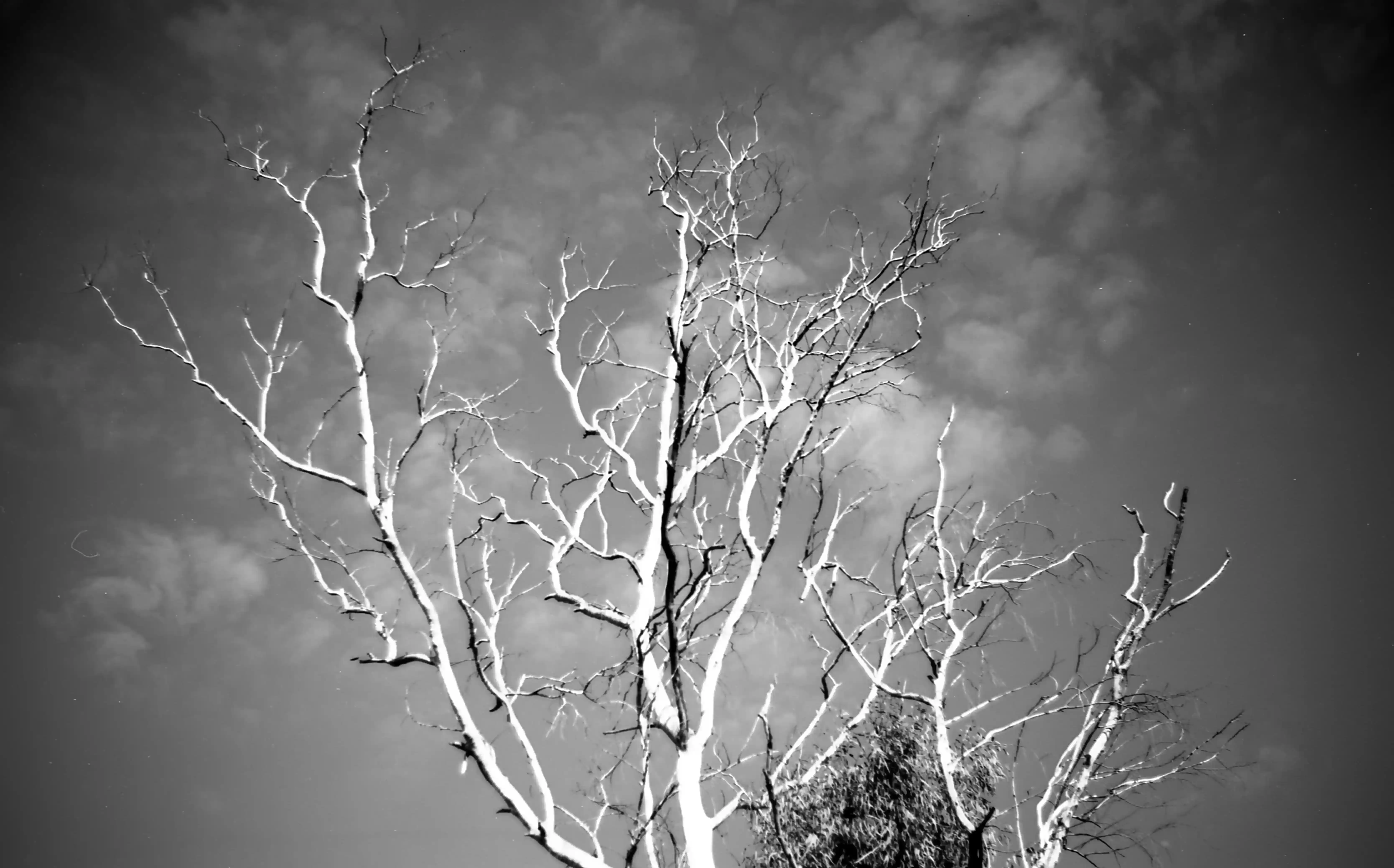 Fotografía analógica con pentax k1000 en Madrid