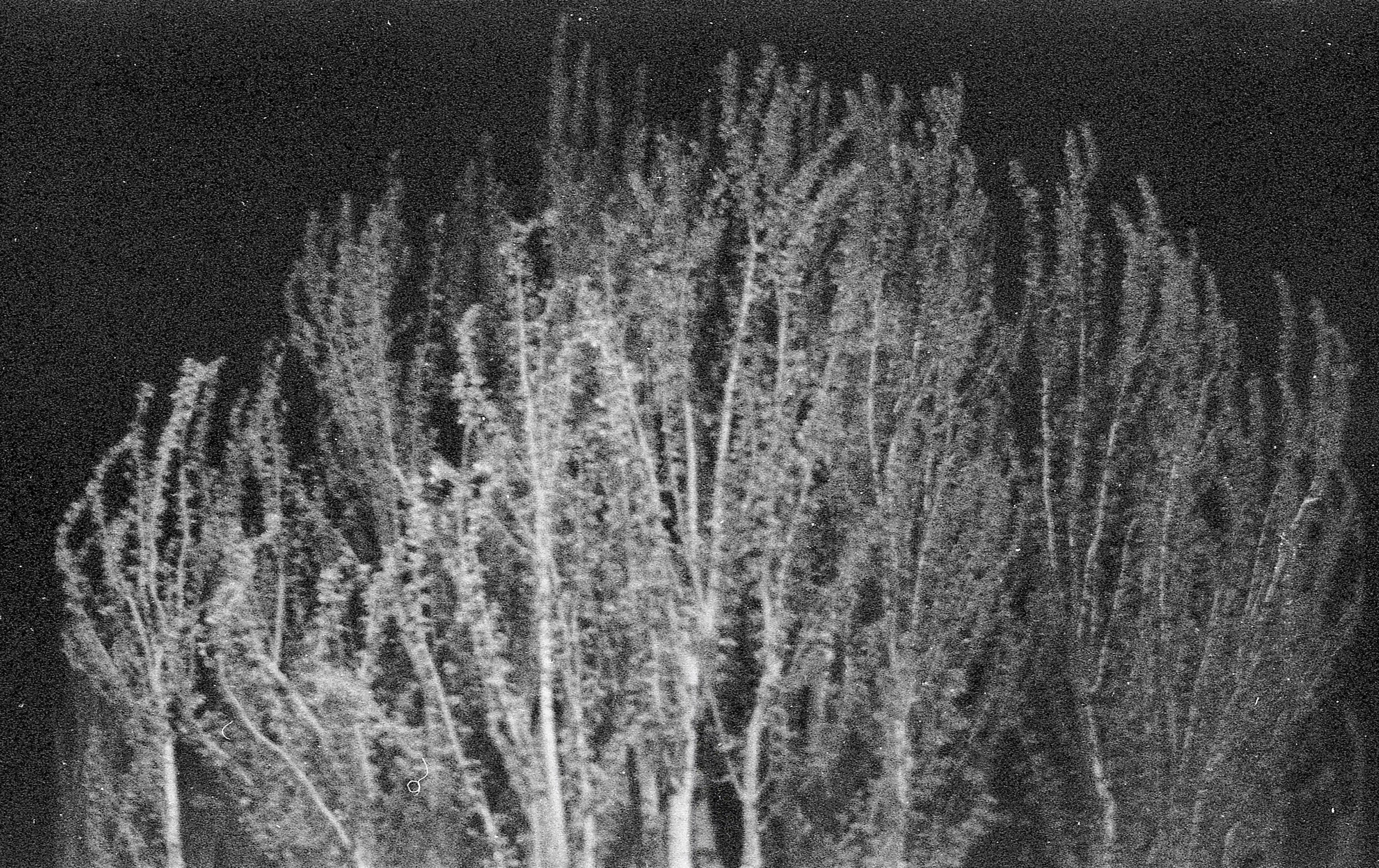 Fotografía analógica con pentax k1000 en Madrid