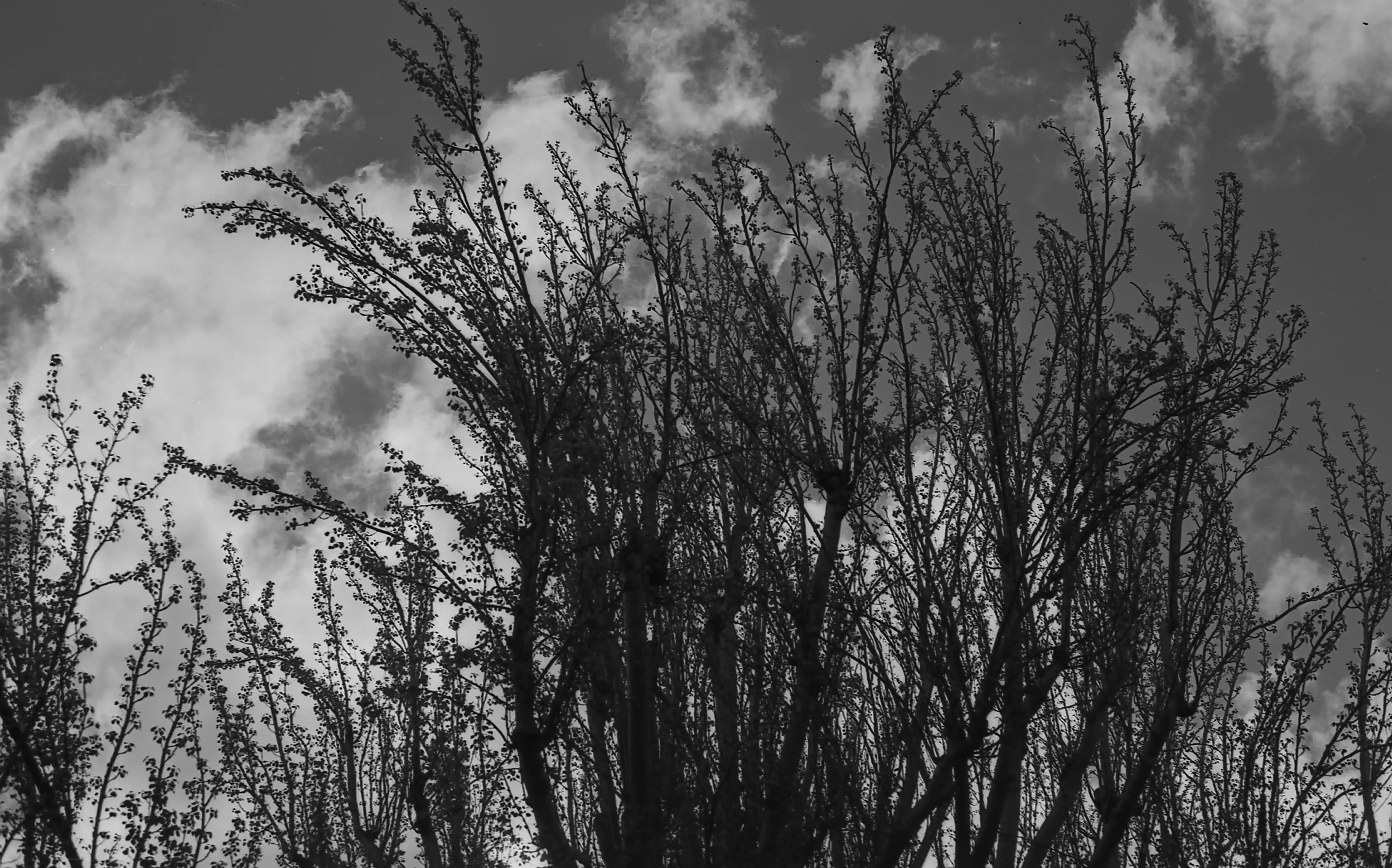 Fotografía analógica con pentax k1000 en Madrid